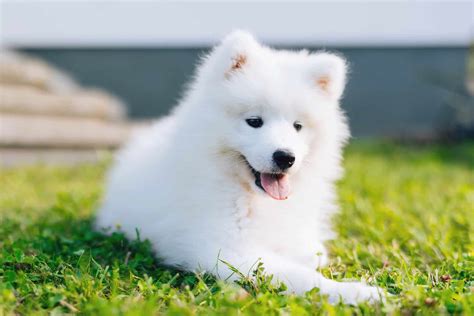 The Cost-Effective Approach to Owning a White Magic Samoyed